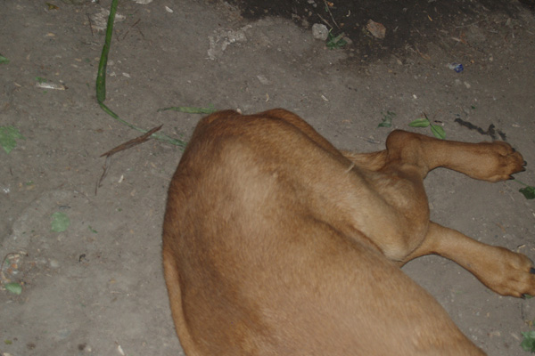 Alma Cazacu - Good Night Records