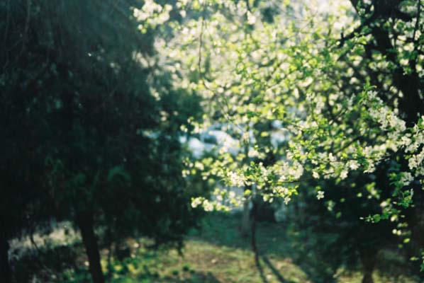 Ilinca Diaconescu - Lentoare