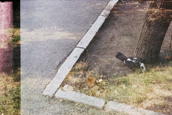 Ilinca Diaconescu - Free your home!