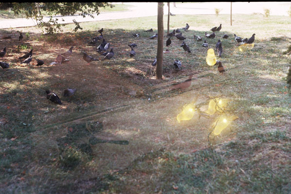 Ilinca Diaconescu - Free your home!