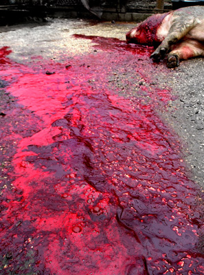 Laura Iancu - Project Utopia