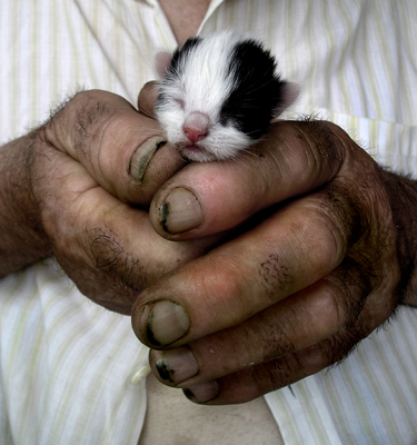 Laura Iancu - Project Utopia