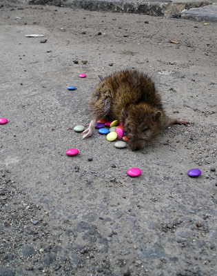 Laura Iancu - Project Utopia