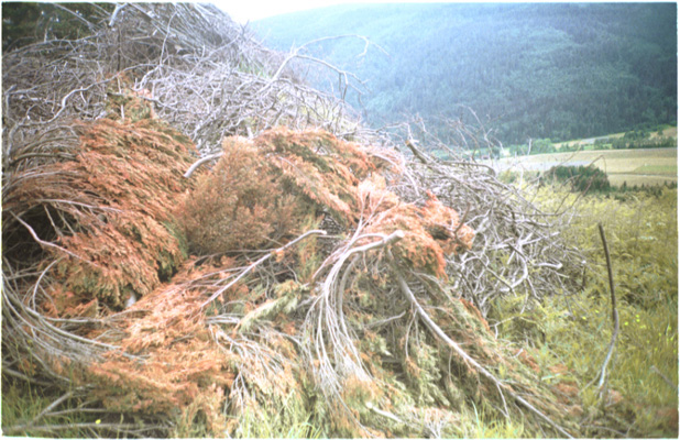 Mona Miclea - discontinuitate