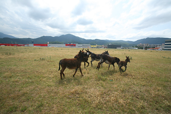 Tudor Prisacariu - Entropy